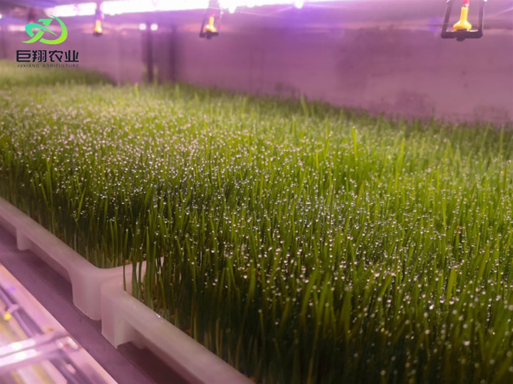 Containerized greenhouses
