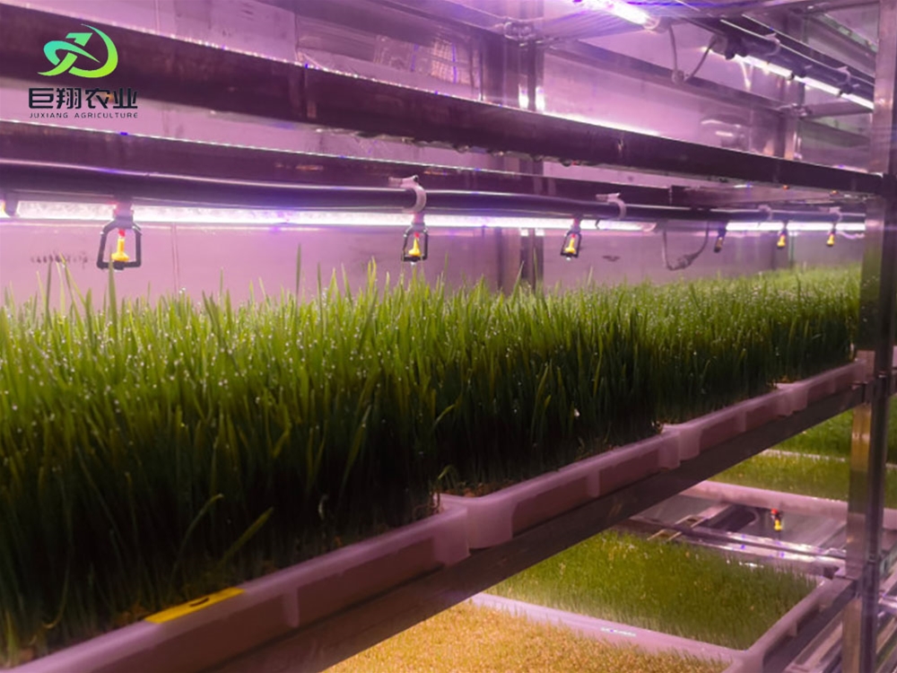 Containerized greenhouses