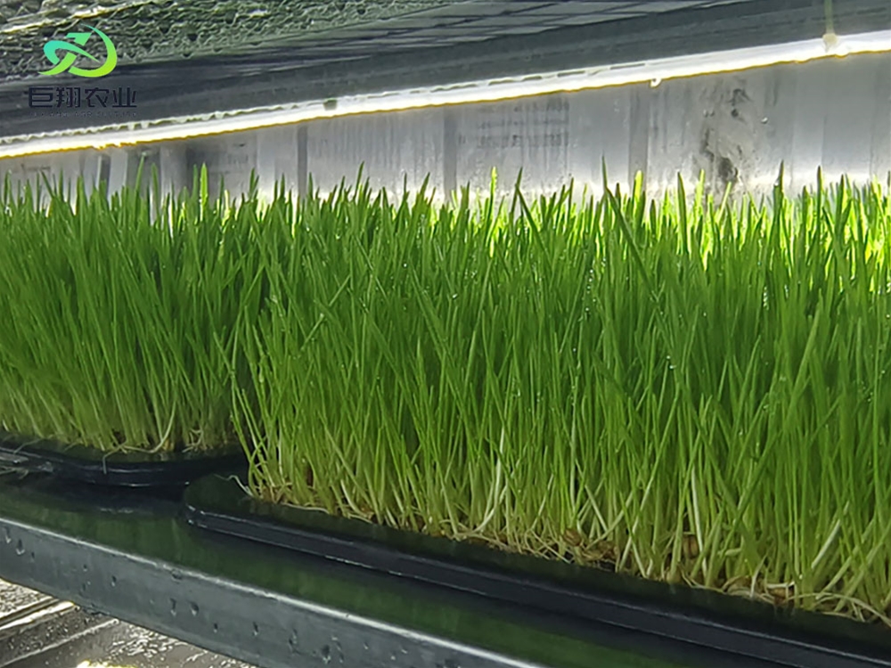 Containerized greenhouses