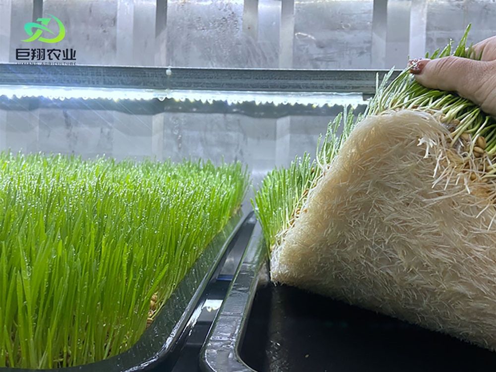 Containerized greenhouses